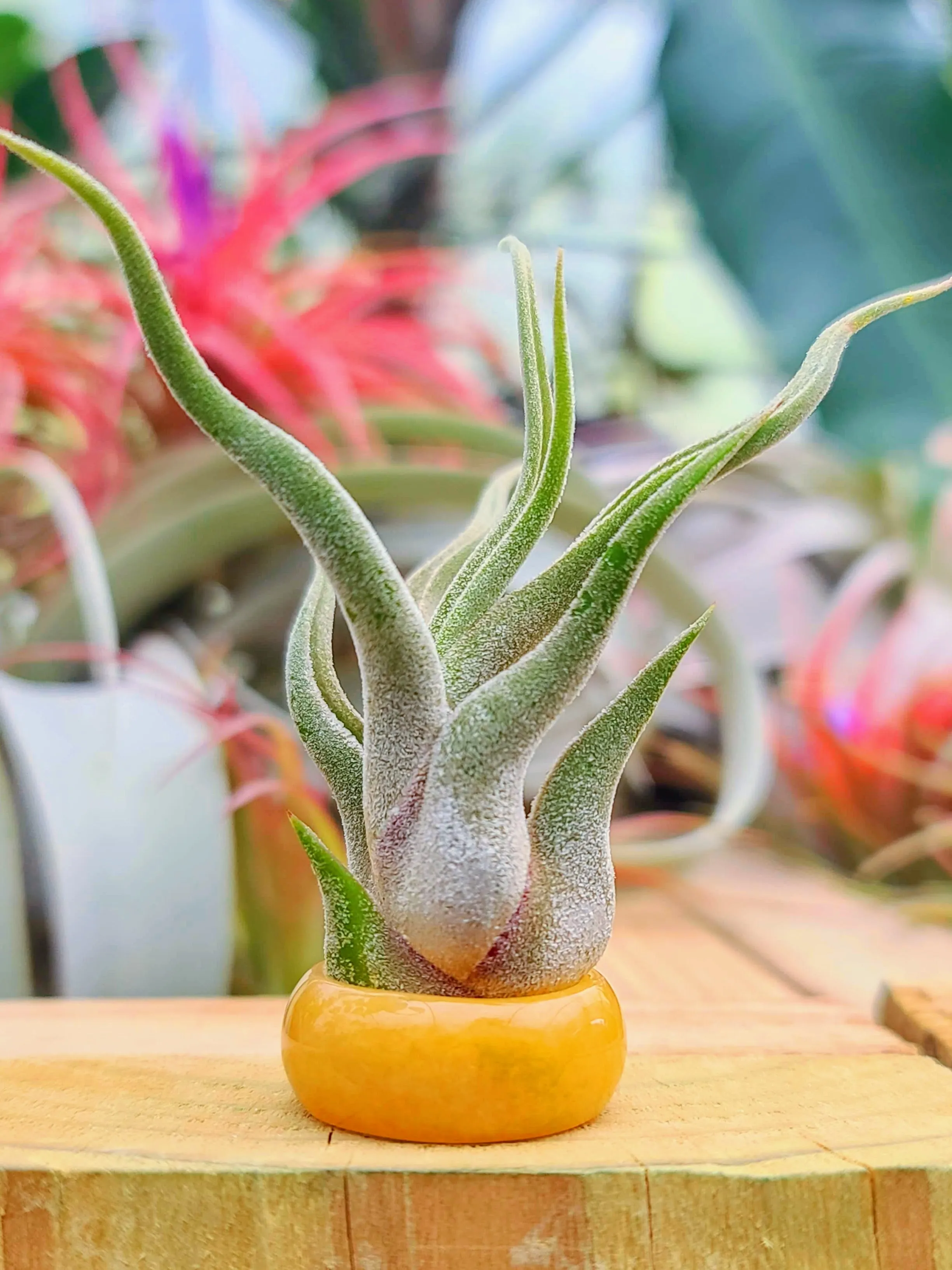 Yellow Jade Ring Air Plant Holder w/ Air Plant